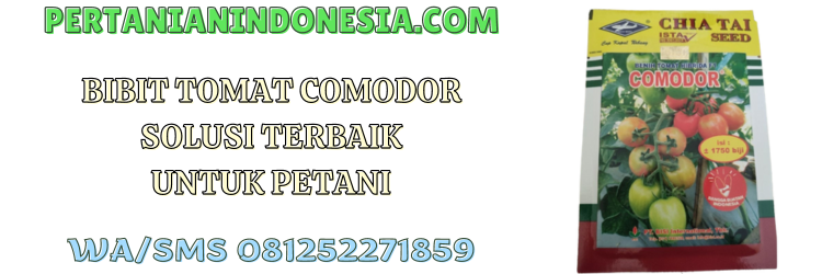 bibit,tomat,comodor,f1,hibrida,pertanian indonesia